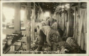 Miles City MT Sheep Shearing Work Labor Real Photo Postcard c1910 xst