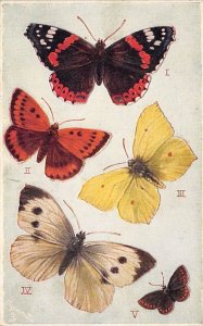 British Butterflies British Butterflies
