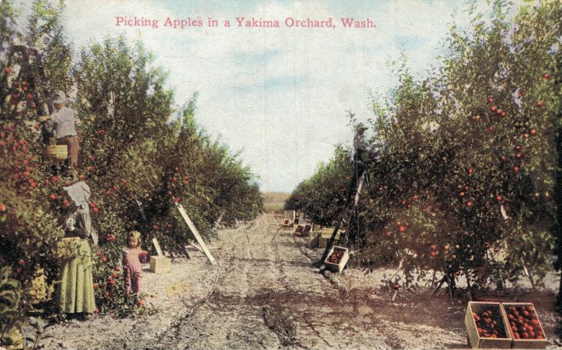 USA Washington Picking apples in a Yakima Orchard 05.54