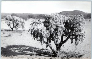 c1940s Ariz. AZ Arizona Cholla Cactus RPPC Tree Flower Spike Desert Plant A283