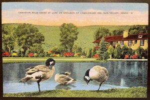 Vintage Postcard 1937-1945 Challenger Inn Snow Geese, Sun Valley, Idaho (ID)