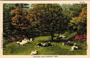 OK Oklahoma  TONKAWA Greetings  COWS IN PASTURE  Kay County  ca1940's Postcard