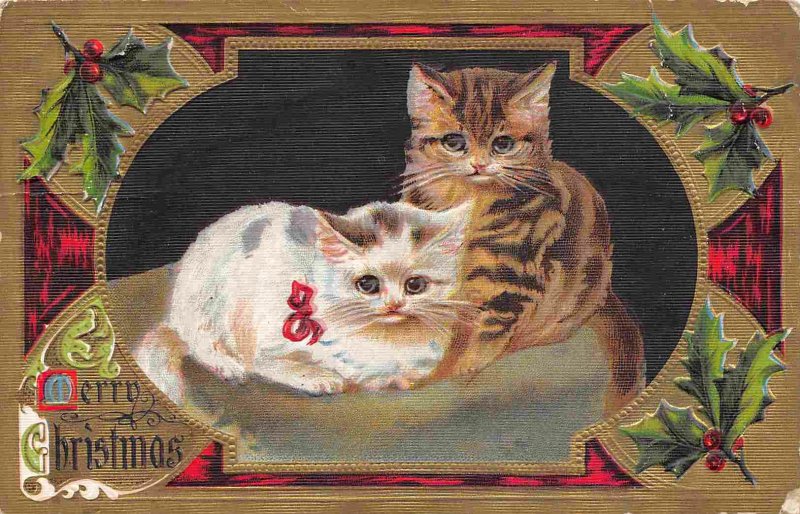 Kittens Cats Merry Christmas 1908 postcard