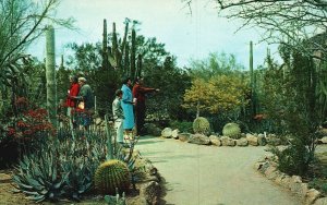 Vintage Postcard Desert Botanical Garden Bet. Tempe & Phoenix Arizona AZ