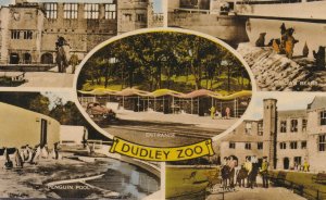Dudley Zoo Elephant Rides Bears Penguins Ponies Old Postcard