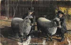 Chicago Illinois c1910 Postcard Shepherds Prize Sheep