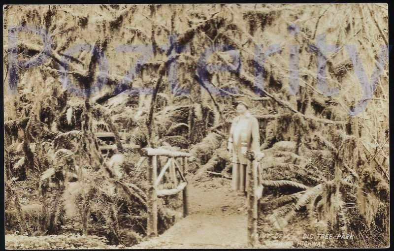 RPPC FAIRY DELL  BIG TREE PARK SANTA CRUZ #2 SEPIA CALIFORNIA