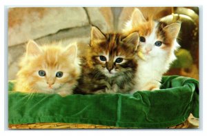 Postcard Meow!! cute kittens cat kitty sitting on green blanket in basket A47