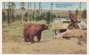 Brown Bear Waiting For Garbage Yellowstone National Park