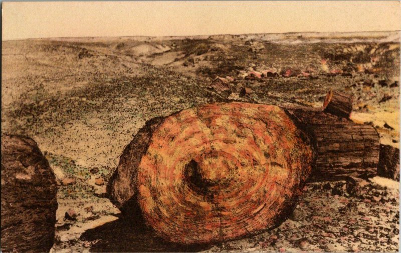 End View Petrified Log 2nd Forest Adamana AZ Vintage Postcard Standard View Card