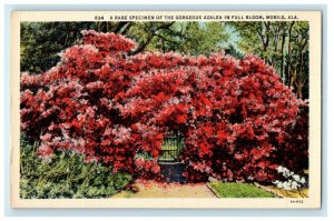 c1930's Rare Specimen Of Gorgeous Azalea Full Bloom Mobile Alabama AL Postcard