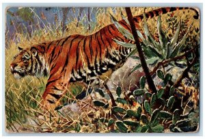 1909 View Of Bengal Tiger At The Forest St. Paul Minnesota MN Antique Postcard