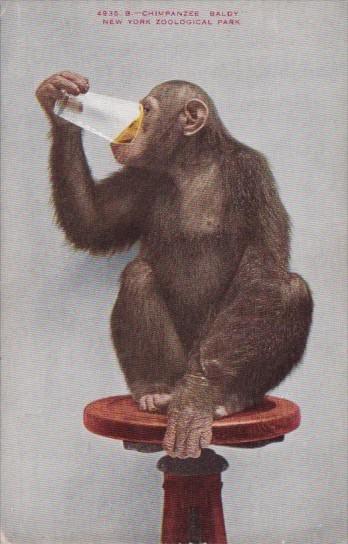 Monkeys Chimpanzee Baldy Drinking From Glass New York Zoological Park