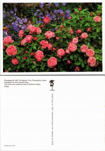 Pink roses and canterbury bells (32847