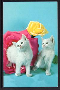 Two Kittens and Roses