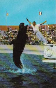 Bubbles The Whale Portuguese Bend Marineland California