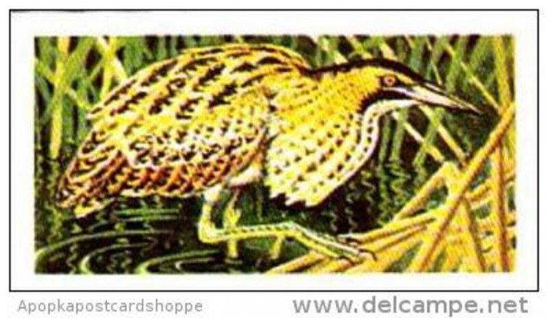 Brooke Bond Tea Trade Card Wild Birds In Britain No 35 Bittern