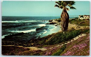 Postcard - Along The Shore At Beautiful La Jolla, California