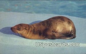 Young California Sea Lion - Marineland of the Pacific  