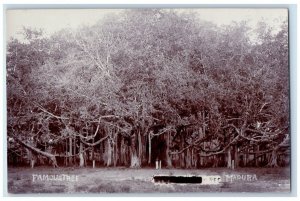 c1930 Giant Banyan Tree View Madurai India RPPC Unposted Postcard