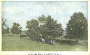 Cows - Wilder, Vermont VT  