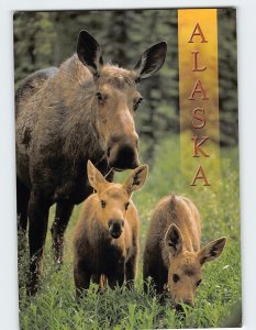 Postcard Alaskan Mother Moose With Calves Alaska USA