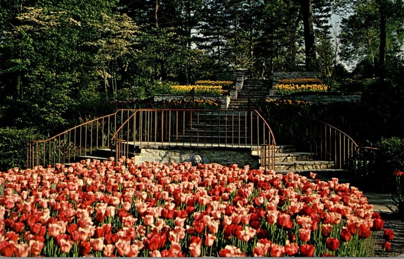 Ohio Mansfield Tulips At Kingwood Center West Park Avenue