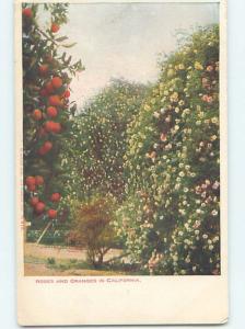 Pre-1907 ROSE BUSH FLOWERS BY ORANGE TREES Published In Los Angeles CA hp9437