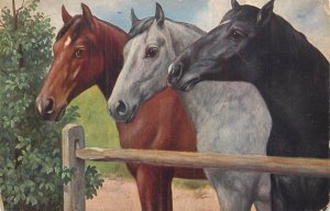 Horses old postcard