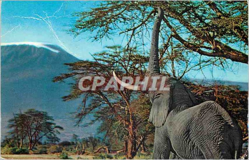 Modern Postcard African Wild Life Elephant