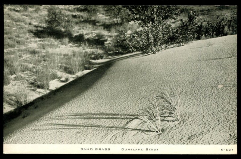 Sand Grass. Duneland Study. C.R. Childs camera study