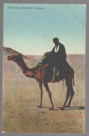 099244 EGYPT CAMEL driver in desert Vintage colorful PC