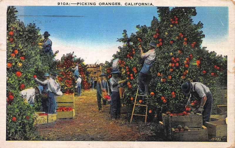 Picking Oranges in California, Early Postcard, Used in 1936