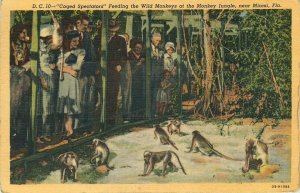 Caged Spectators Feeding The Wild Monkeys - Monkey Jungle Miami Vintage Postcard