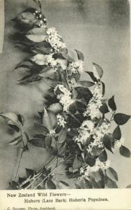 new zealand, Wild Flowers, Hohere Lace Bark Hoheria Populnea (1900s) Postcard
