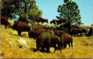 Vtg Black Hills South Dakota SD Buffalos Custer State Park 1950s View Postcard