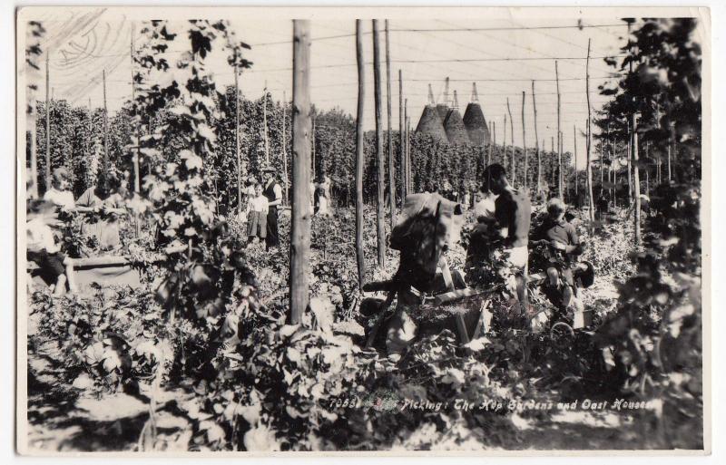 Social History; Hop Picking, The Hop Gardens & Oast Houses RP PPC, 1960 PMK 