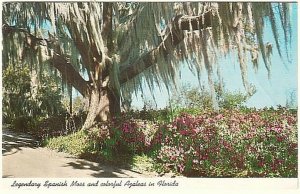 Legendary Spanish Moss And Colorful Azaleas In Florida, 1975 Chrome Postcard