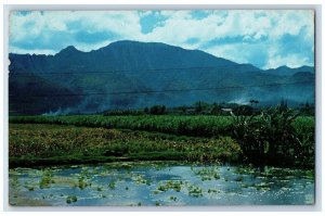 Honolulu Hawaii Postcard Taro Patch Taro Used For Making POI Scene 1957 Vintage