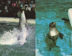 Seal Dolphins At Brighton Aquarium Park Sussex 2x 1970s Postcard