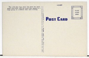 Calling Wild Deer to Feed, Big Basin, California