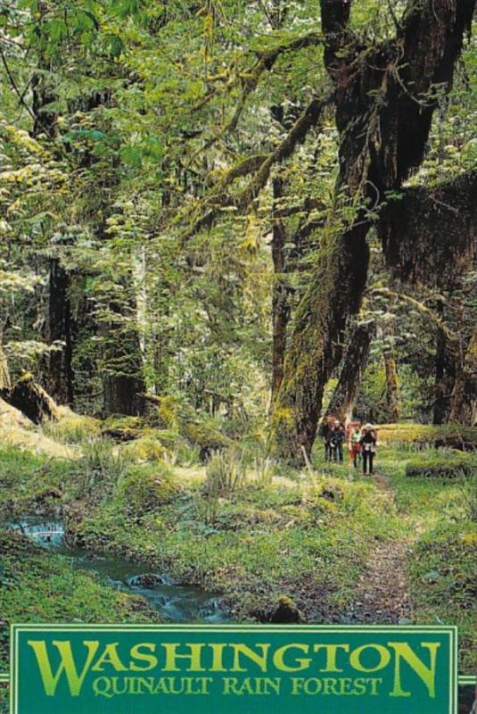 Washington Scene In Quinault Rain Forest 2005