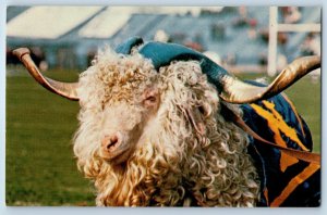 c1960 Annapolis Maryland Vintage Postcard Bill Goat United States Naval Academy