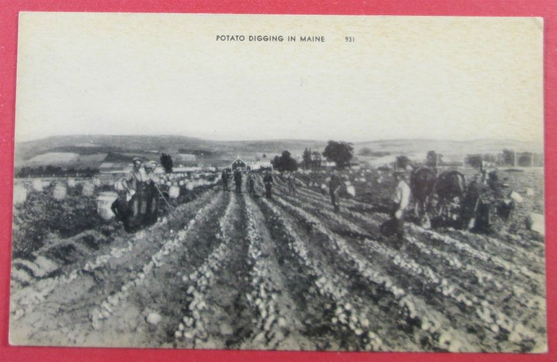 Potato Digging In Maine, ME Postcard (#3169)