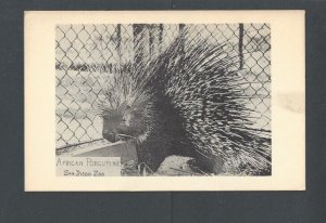 Ca 1925 Post Card San Diego Ca Zoo Shows African Porcupine