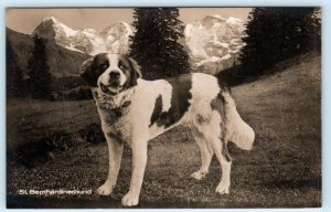 RPPC St. Bernhardinerhund ST. BERNARD DOG ~ Gabler Real Photo Postcard