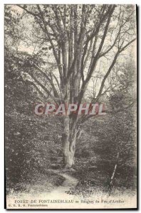 Old Postcard Tree Forest of Fontainebleau Fire Bouquet d & # 39artificie