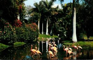 Florida Sarasota Flamingos At Jungle Gardens