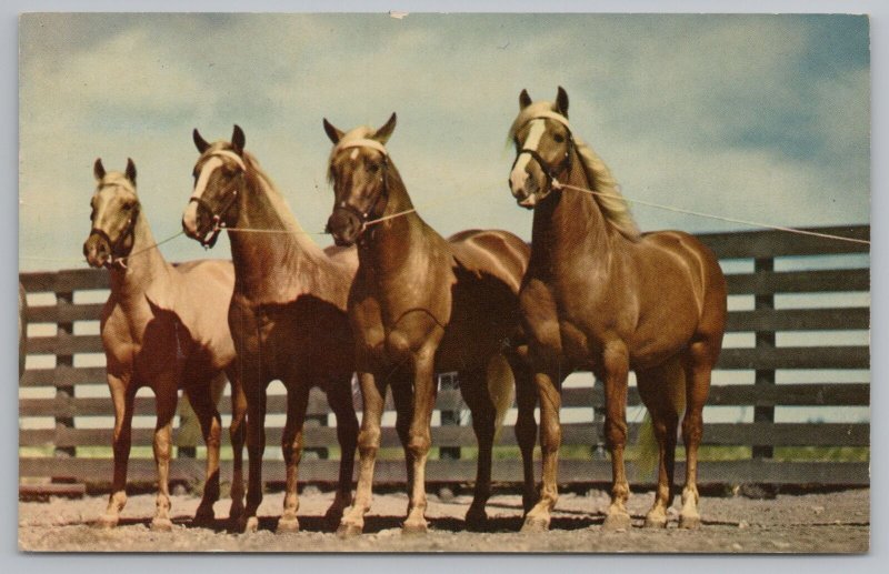 Animal~Blue Blood Horses In Texas~Vintage Postcard 