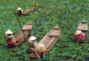 Vietnam Reaping Of Water Caltrops Postcard